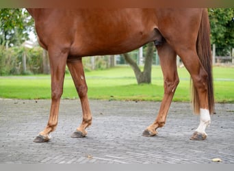 Zangersheider, Gelding, 3 years, 16 hh, Chestnut-Red