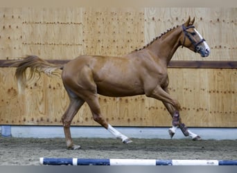 Zangersheider, Gelding, 3 years, 16 hh, Chestnut-Red