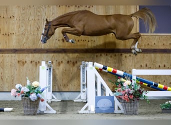 Zangersheider, Gelding, 3 years, 16 hh, Chestnut-Red