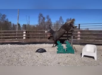 Zangersheider, Gelding, 3 years, 16 hh, Grey
