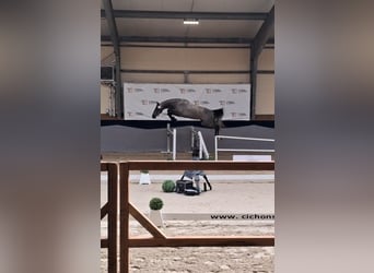 Zangersheider, Gelding, 3 years, 16 hh, Grey