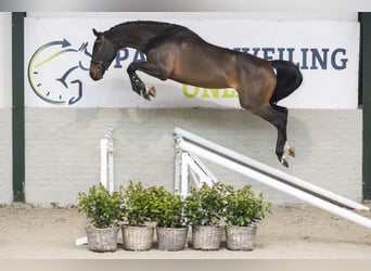 Zangersheider, Gelding, 3 years, 16,1 hh, Bay-Dark