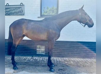 Zangersheider, Gelding, 3 years, 16,1 hh, Brown