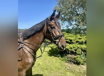 Zangersheider, Gelding, 3 years, 16,1 hh, Brown