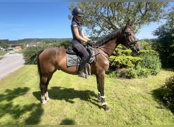 Zangersheider, Gelding, 3 years, 16,1 hh, Brown