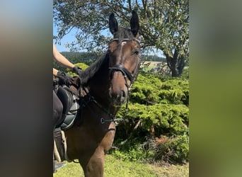 Zangersheider, Gelding, 3 years, 16,1 hh, Brown