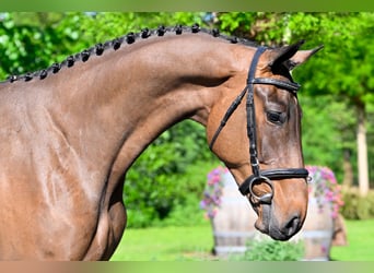 Zangersheider, Gelding, 3 years, 16,1 hh, Brown