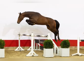 Zangersheider, Gelding, 3 years, 16,1 hh, Brown