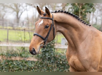 Zangersheider, Gelding, 3 years, 16,1 hh