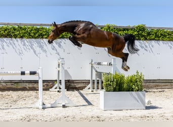 Zangersheider, Gelding, 3 years, 16,1 hh