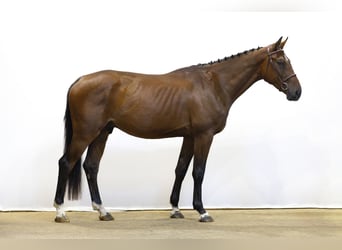 Zangersheider, Gelding, 3 years, 16,2 hh, Bay-Dark