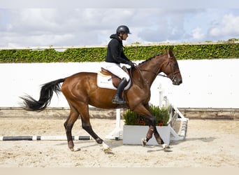 Zangersheider, Gelding, 3 years, 16,2 hh, Bay-Dark