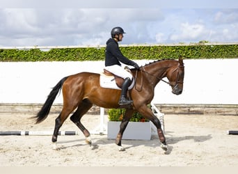 Zangersheider, Gelding, 3 years, 16,2 hh, Bay-Dark