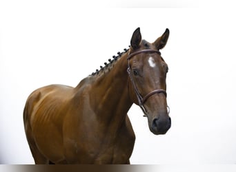 Zangersheider, Gelding, 3 years, 16,2 hh, Bay-Dark