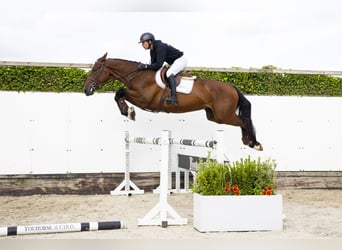 Zangersheider, Gelding, 3 years, 16,2 hh, Bay-Dark