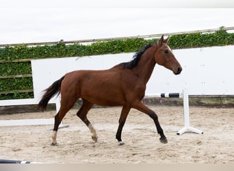 Zangersheider, Gelding, 3 years, 16,2 hh, Brown