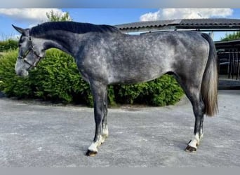 Zangersheider, Gelding, 3 years, 16,2 hh, Gray