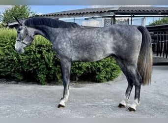 Zangersheider, Gelding, 3 years, 16,2 hh, Gray