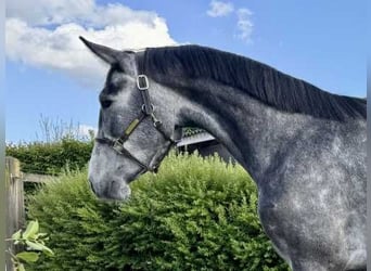 Zangersheider, Gelding, 3 years, 16,2 hh, Gray