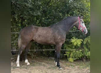 Zangersheider, Gelding, 3 years, 16,2 hh, Grey
