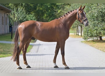 Zangersheider, Gelding, 3 years, 16,3 hh, Chestnut