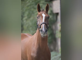 Zangersheider, Gelding, 3 years, 16,3 hh, Chestnut