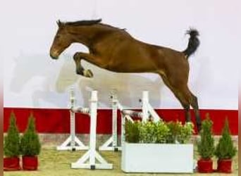 Zangersheider, Gelding, 3 years, 17,1 hh, Brown