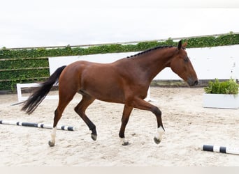 Zangersheider, Gelding, 3 years, 17 hh, Brown