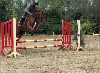 Zangersheider, Gelding, 3 years, 17 hh, Chestnut-Red