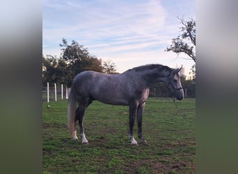 Zangersheider, Wallach, 3 Jahre, 17 hh, Rotschimmel