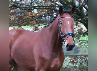 Zangersheider, Gelding, 3 years, 17,1 hh, Brown