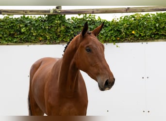 Zangersheider, Gelding, 3 years, 17,1 hh, Brown