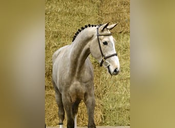 Zangersheider, Gelding, 3 years, 17,1 hh, Grey
