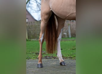 Zangersheider, Gelding, 3 years, 9,2 hh