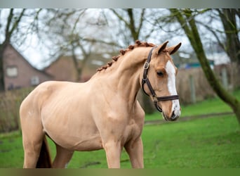 Zangersheider, Gelding, 3 years, 9,2 hh