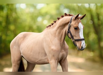 Zangersheider, Gelding, 3 years, 9,2 hh