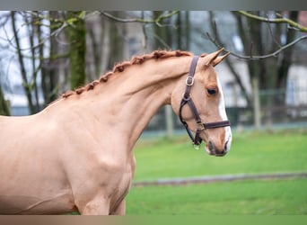 Zangersheider, Gelding, 3 years, 9,2 hh