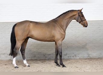 Zangersheider, Gelding, 3 years, Bay