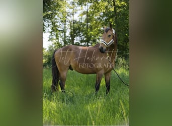Zangersheider, Gelding, 4 years, 14.2 hh, Cremello