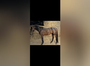 Zangersheider, Gelding, 4 years, 15.2 hh