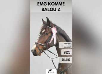 Zangersheider, Gelding, 4 years, 15,3 hh, Bay-Dark