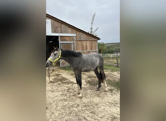 Zangersheider, Gelding, 4 years, 15,2 hh, Grey