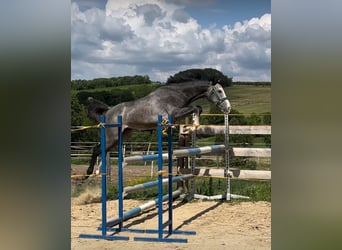 Zangersheider, Gelding, 4 years, 15,2 hh, Grey