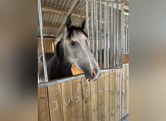 Zangersheider, Gelding, 4 years, 15,2 hh, Grey
