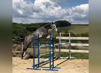 Zangersheider, Gelding, 4 years, 15,2 hh, Grey