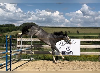 Zangersheider, Gelding, 4 years, 15,2 hh, Grey