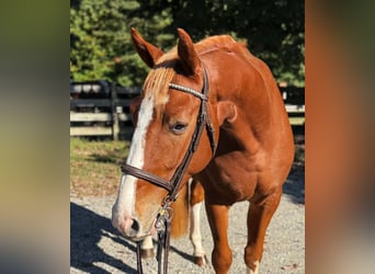 Zangersheider, Gelding, 4 years, 15,3 hh, Chestnut