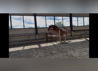 Zangersheider, Gelding, 4 years, 15,3 hh