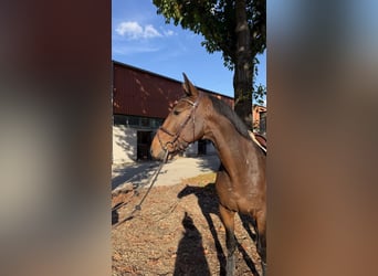 Zangersheider, Gelding, 4 years, 16.1 hh, Bay-Dark