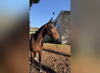 Zangersheider, Gelding, 4 years, 16.1 hh, Bay-Dark
